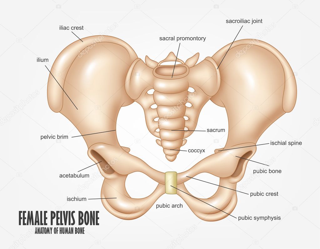 female pelvic diagram